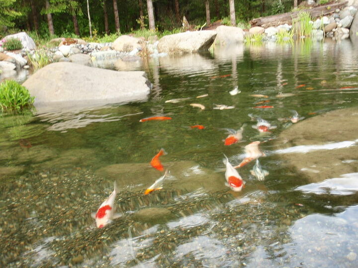 customer photo story, outdoor living, pets animals, ponds water features, Friendly Koi