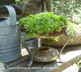 unique succulent planters, container gardening, flowers, gardening, succulents, Chafing Dish planted with Jovibarba