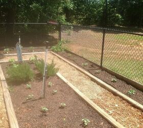 my vegetable garden 2013 edition, gardening, Squash on the right