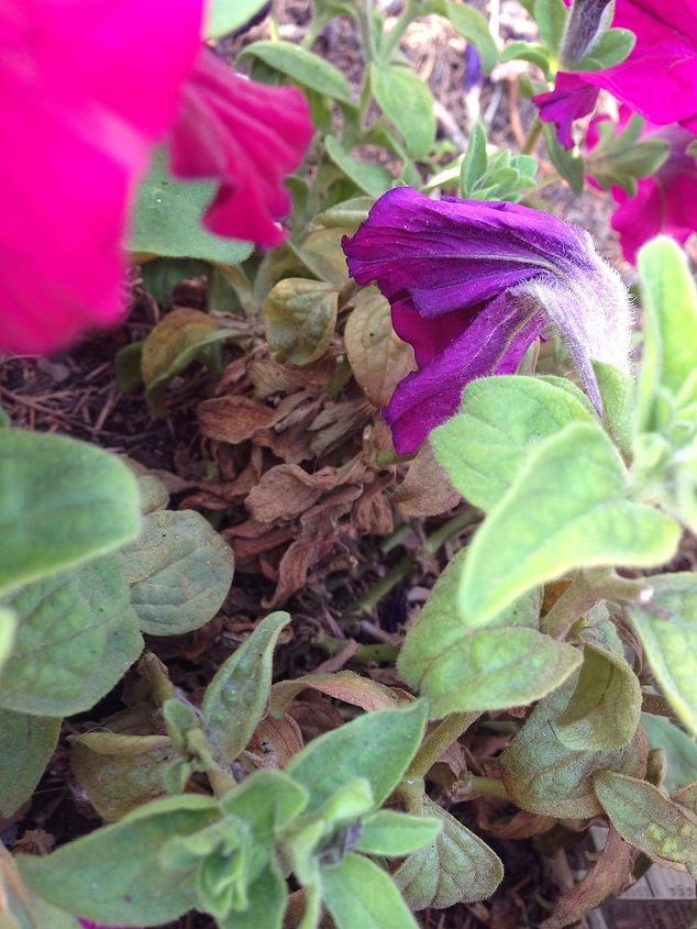 what is happening to my petunias, gardening