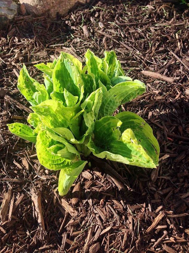 buracos nas minhas hostas, Dois