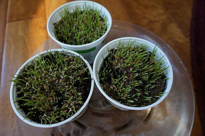 growing wheat grass for cats and dogs, gardening, homesteading, pets animals