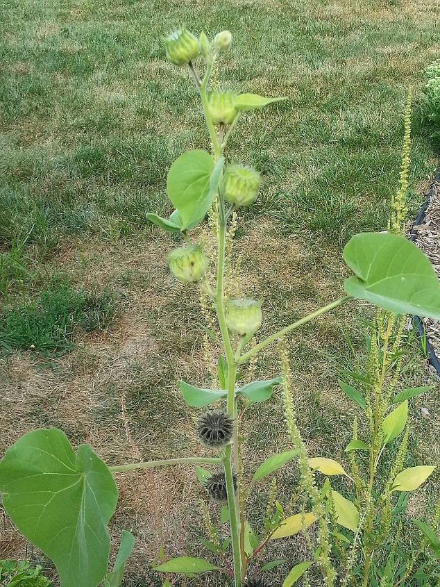 this just popped up in my yard anyone know what it is, gardening