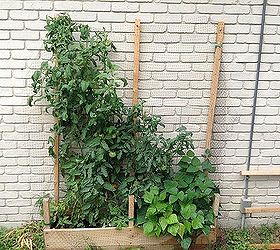 my inexpensive space limited apartment dweller garden, diy, flowers, gardening, how to, raised garden beds, urban living, Tomatoes over growing their support also cucumbers and beans
