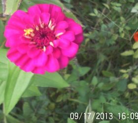 so happy we still have flowers blooming and a few butterflies, flowers, gardening, pets animals, Zinnia