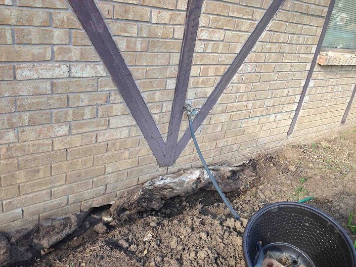 sycamore tree roots lifting our house tree is gone stump ground ho, Sycamore tree roots growing between footing foundation raising our house