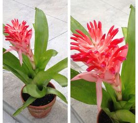 plant, gardening, Bromeliad but what kind is it