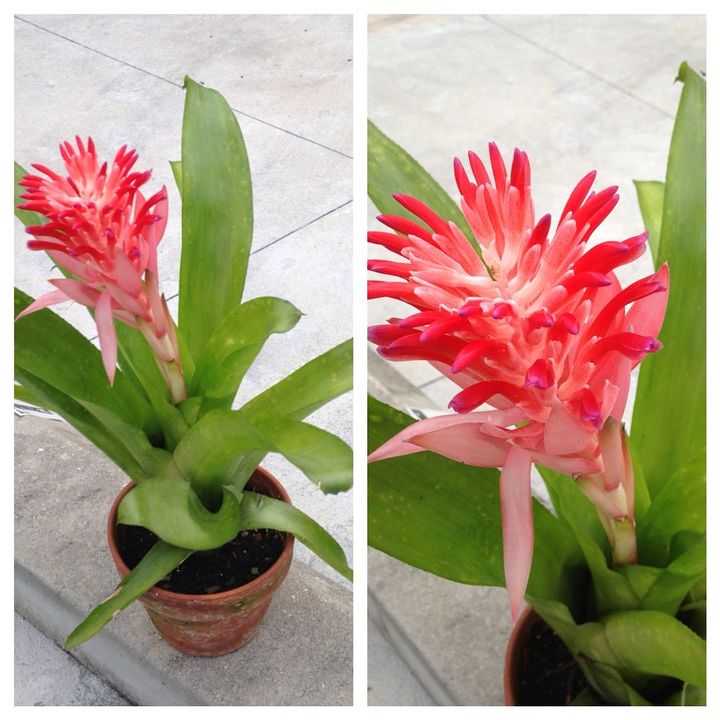 plant, gardening, Bromeliad but what kind is it