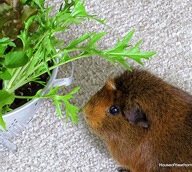 growing lettuce in a colander or how to grow and wash your veggies all in the same, container gardening, gardening, And this was all made for Ben The Guinea Pig You could use it for people lettuce but it turned out to be just the right height for Ben to snack on Sadly Ben died a few months after this photo was taken RIP Ben