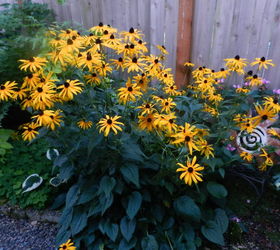 a big pop of yellow in my shady side of my garden, flowers, gardening