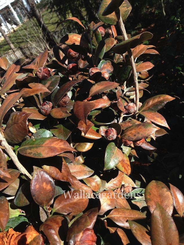clean up after the polar vortex springgardening, container gardening, flowers, gardening, landscape, perennial, Here we have a newly installed Camellia japonica This is one of the plants that wasn t covered The obvious leaf burn is apparent