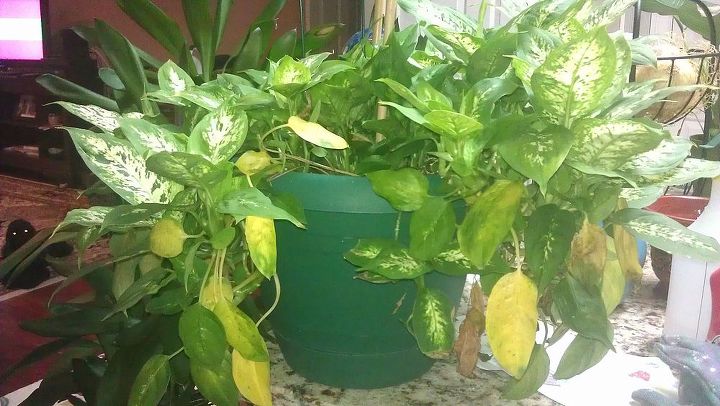 unruly and rebellious houseplants how do i control them, Dieffenbachia