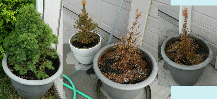 only one of four baby spruce trees survived the winter what happened, gardening