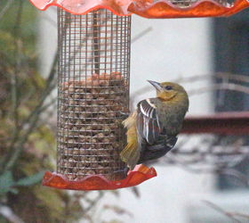 the loss of a visiting bird borrowed time, gardening, pets animals, Emily s Day 2 View 2 At a Thistle Feeder which contained Butter Buds BEFORE her arrival this feeder was discussed