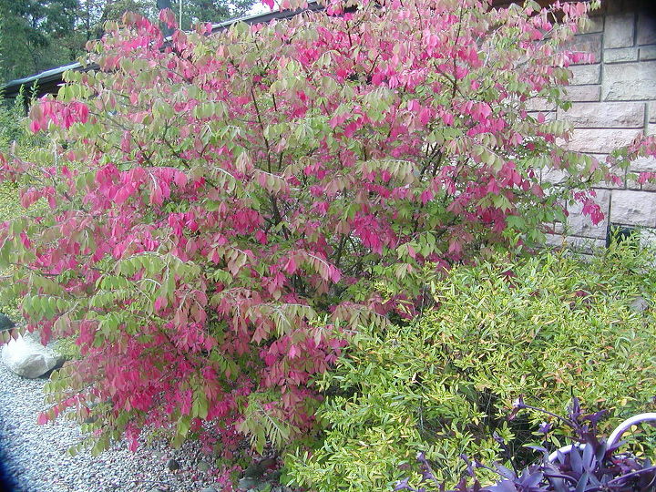creating habit for the love of the songbirds, flowers, gardening, landscape, outdoor living, perennial, pets animals, Burning bush and St John s Wort shrubs as examples of native shrubs The native burning bush provides seeds for the birds winter food