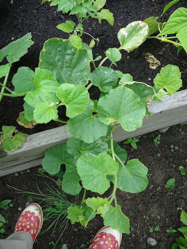examining microclimate in the garden, gardening, The squash plant at home sure looks much healthier