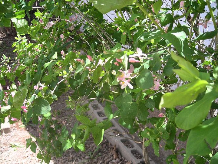 help me identify this bush shrub, flowers, gardening, Please help identify