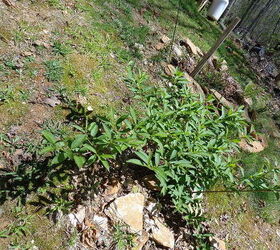 nombre de estas plantas, Plant un brote de esto el a o pasado y no recuerdo lo que era perd el marcador del nombre Est creciendo r pido y arqueando las ramas