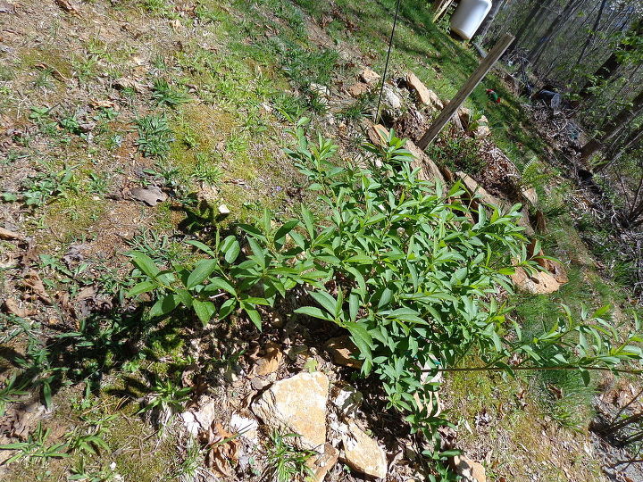 name these plants, flowers, gardening, I planted a shoot of this least year and can t remember what is was I lost name marker It is growing fast and arching branches