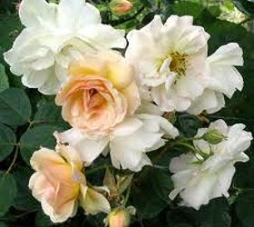 5 plants built to survive a drought, gardening, Hybrid musk roses