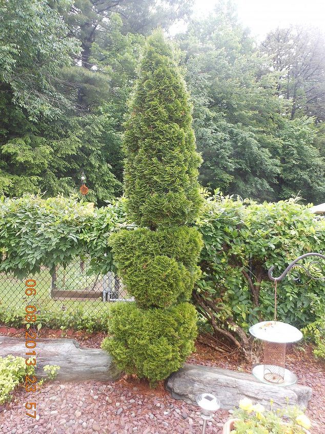 what is the best technique to trim an arborvitae, gardening, landscape