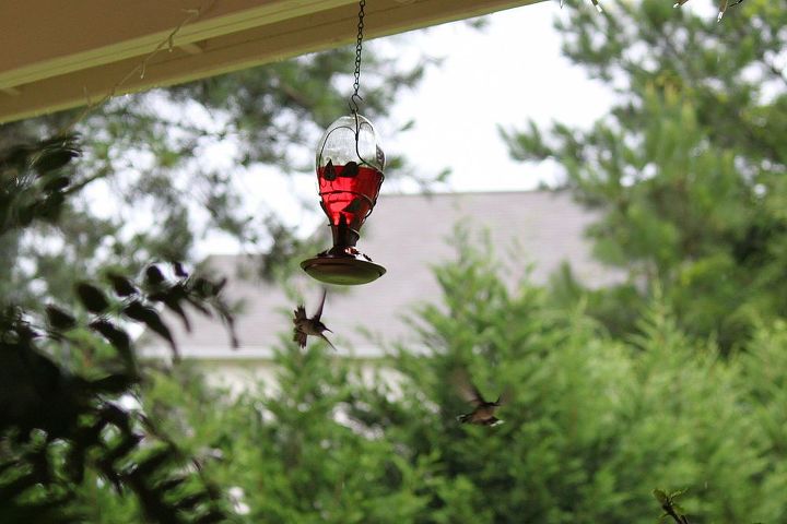 how far apart should i place my hummingbird feeders, flowers, gardening, hibiscus, pets animals