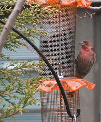 part 6 small peanut feeder back story of tllg s rain or shine feeder, outdoor living, pets animals, urban living, Male House Finch with Feeders Finch info AND