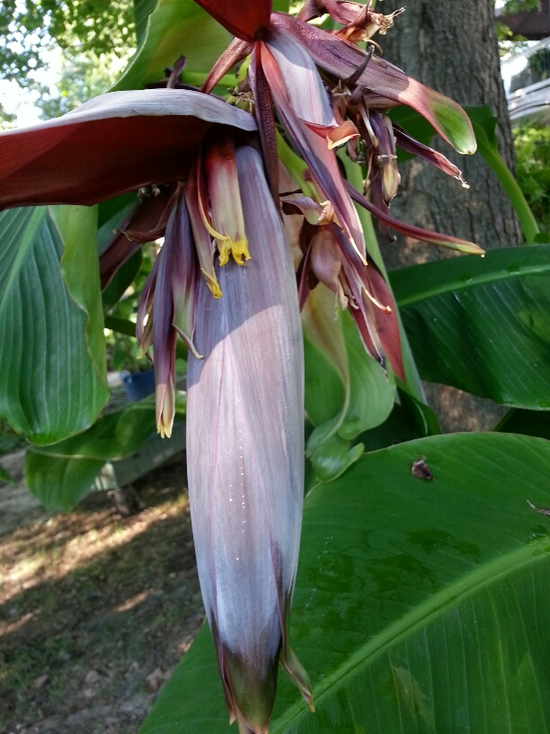 anyone know what kind of banana plants these are, gardening