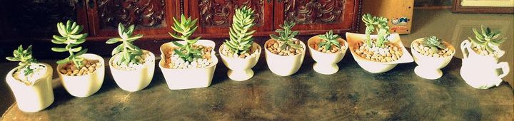 diy succulents in dainty re used white cups, flowers, gardening, succulents