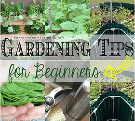 gardening tips for beginners, flowers, gardening