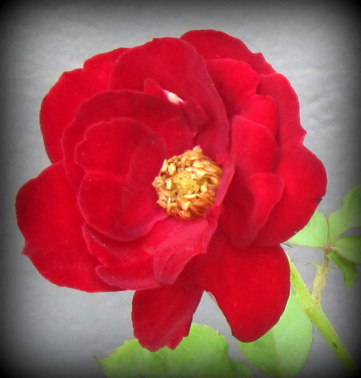 roses in my garden, gardening
