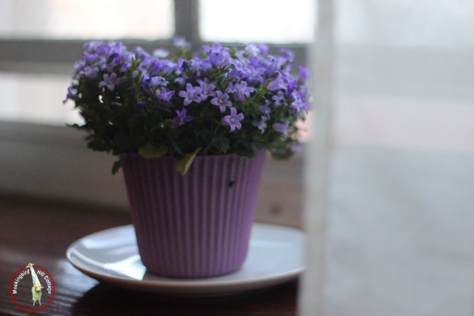 pondering purple, home decor, purple flowers in a potted plant