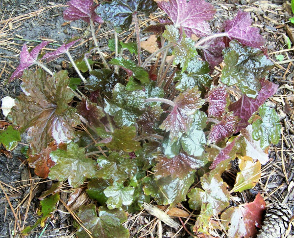 coral bells are easy to grow and great for shade gardens, flowers, gardening