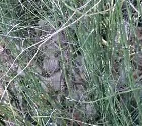 q does alligator grass grow anywhere outside of louisiana and can it be transplanted, landscape, I was told it was Alligator grass but seeing Alligator grass this is not it