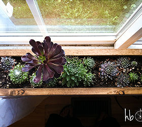 how to make a succulent window box, flowers, gardening, succulents, woodworking projects, Succulents are great for brown thumbs like mine