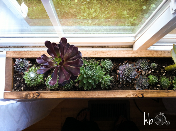 how to make a succulent window box, flowers, gardening, succulents, woodworking projects, Succulents are great for brown thumbs like mine