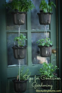 tips for container gardening, container gardening, gardening, Tips for container gardening