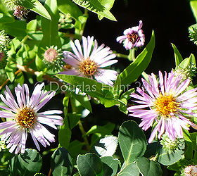 a wonderful aster for the south, flowers, gardening, Close up of the flowers