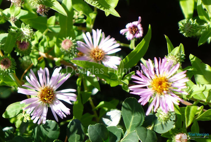 a wonderful aster for the south, flowers, gardening, Close up of the flowers