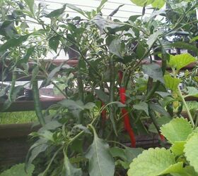 a pepper update they are so beautiful, gardening, my cayenne peppers