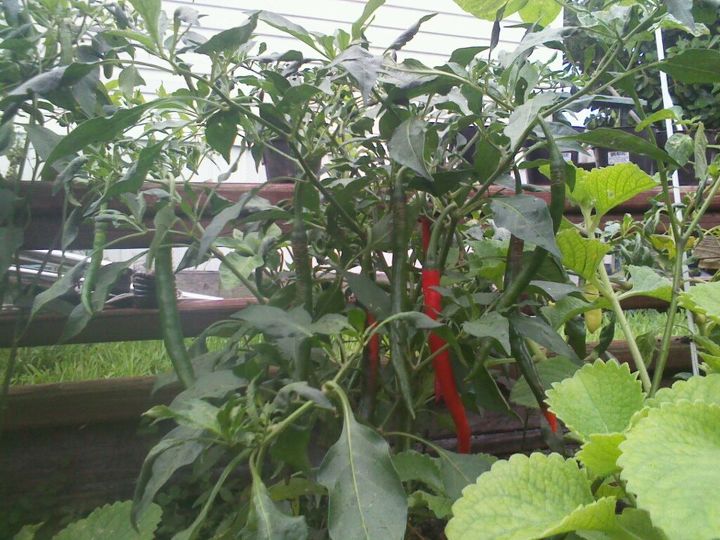 a pepper update they are so beautiful, gardening, my cayenne peppers