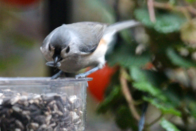 part 2 back story of tllg s rain or shine feeders, outdoor living, pets animals, urban living, Titmouse enjoys snacking from a dome feeder when it s placed on a surface View Two This image was included in a post on TLLG s FB Pages
