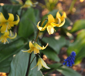 spring preview the rockery, gardening, Trout Lily Erthronium americanum