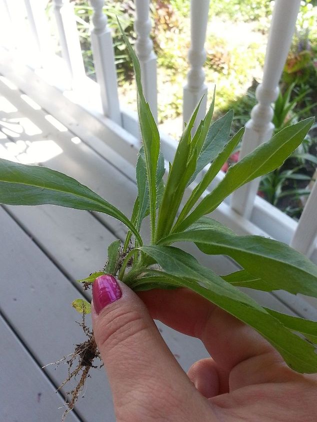 the bane of my gardens existence, Close up of fuzzy