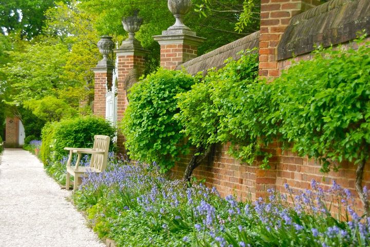 the governor s palace wall finials, gardening, Bluebells by the Wall in the Governor s Palace Garden in Williamsburg VA