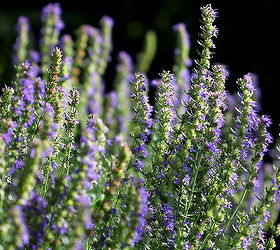 6 unusual herbs to plant in your spring garden, gardening, Hyssop grows wild in the Mediterranean and Middle East