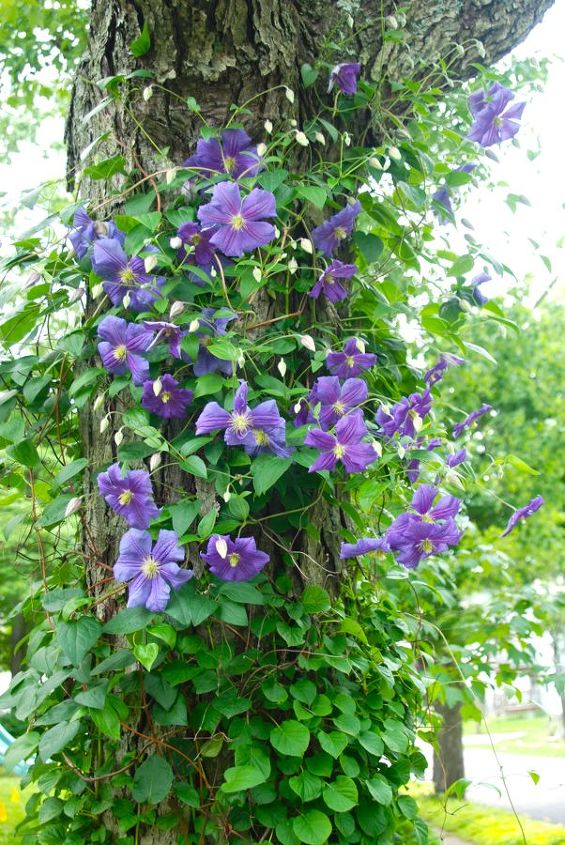 three large flowered clematis by the circle lawn, flowers, gardening, Clematis Perle d Azur climbing the trunk of our old maple tree I did a post on how I trained this clematis on the maple tree trunk