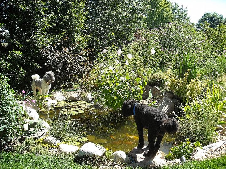 pond pets, outdoor living, pets animals, ponds water features, Koi TV