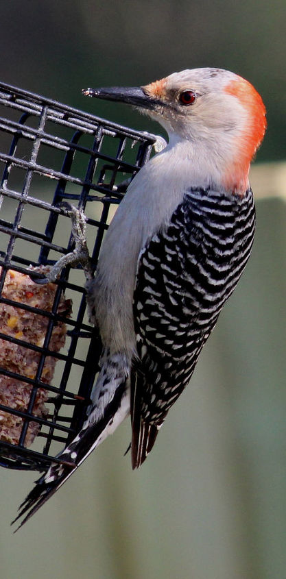too many birds to count, pets animals, Red Bellied Woodpecker