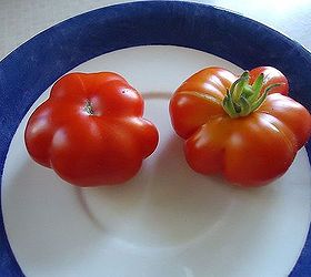 i am just one crazy tomato lady, gardening, Calabacito Rojo